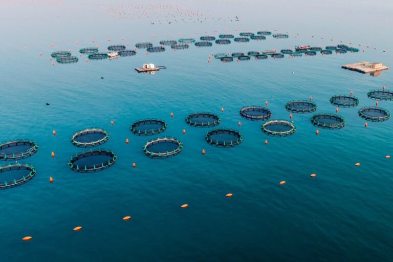 Fish farm