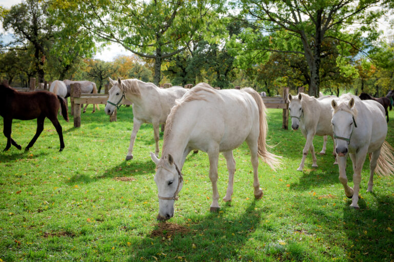 Lipizzan horses on a pasture in Lipica